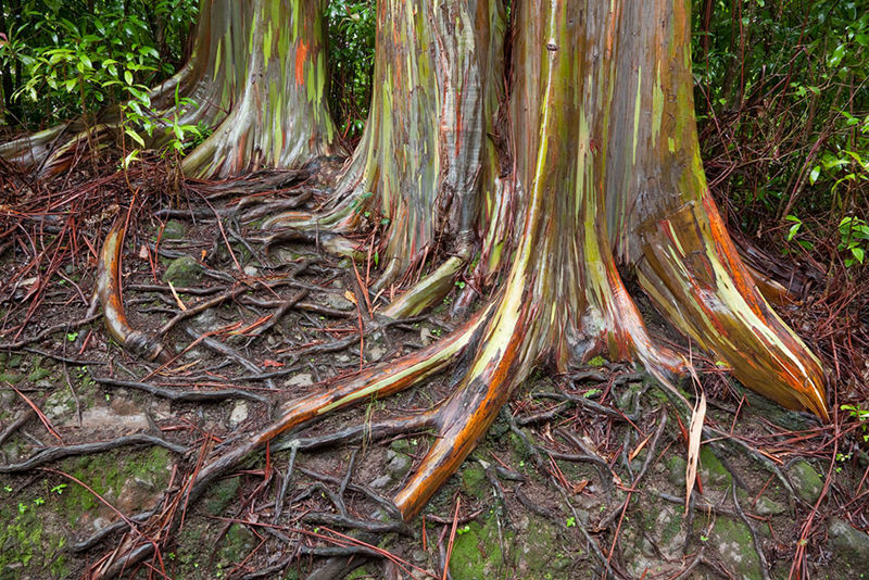 8个与众不同的森林,像来自外星球(图14) 8个与众不同的森林,像来自外星球(图14)