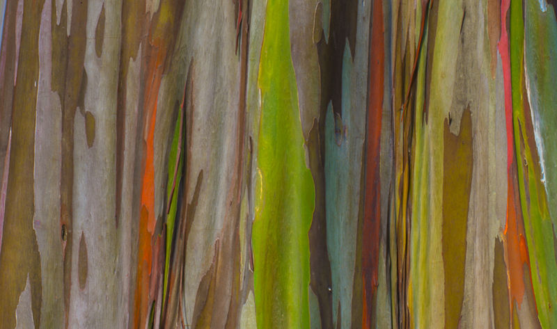 8个与众不同的森林,像来自外星球(图15) 8个与众不同的森林,像来自外星球(图15)